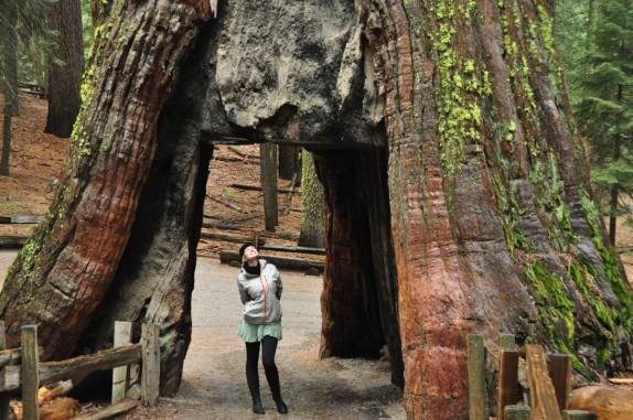 Admirada com a gigantesca árvore sobre sua cabeça! (Mariposa Grove, no Yosemite National Park, na Califórnia, nos Estados Unidos)